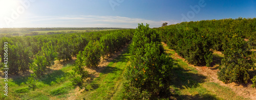 Orange grove.Beautiful orange grovesin the Brasillian countryside photo