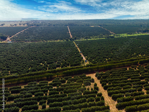 Orange grove.Beautiful orange grovesin the Brasillian countryside photo