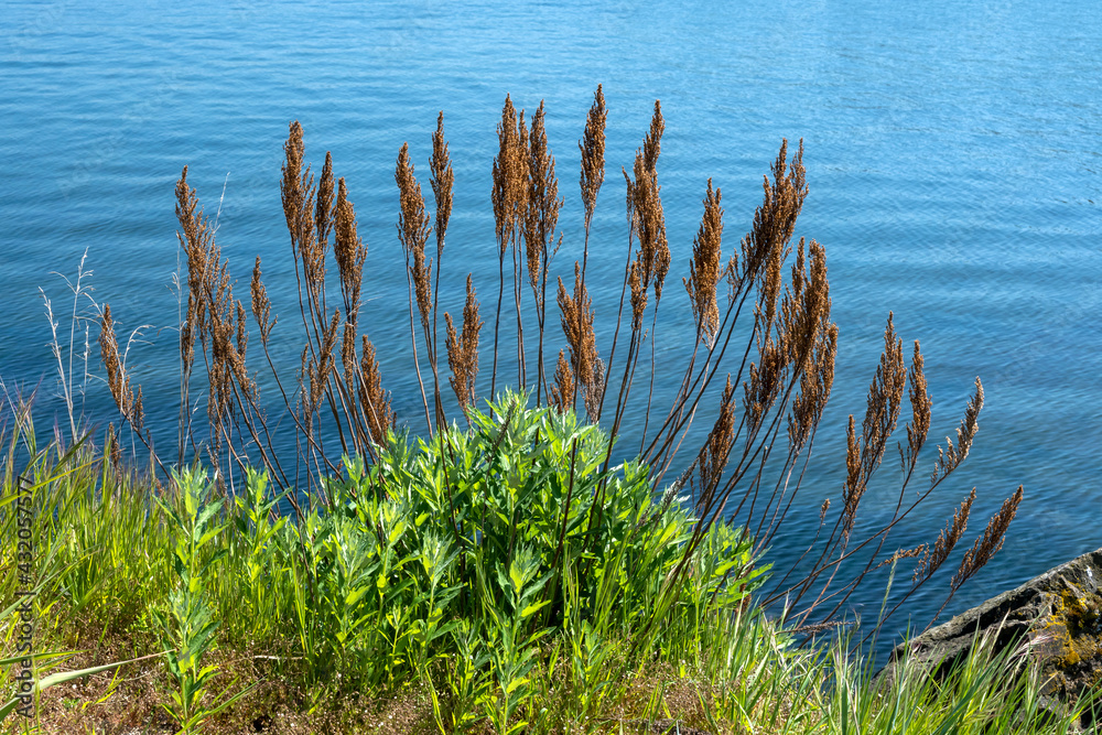 Green leaves and brown seed fronds against blue sea