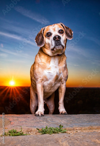 Fototapeta Naklejka Na Ścianę i Meble -  outdoor shot of a cute dog on an isolated blue sky background