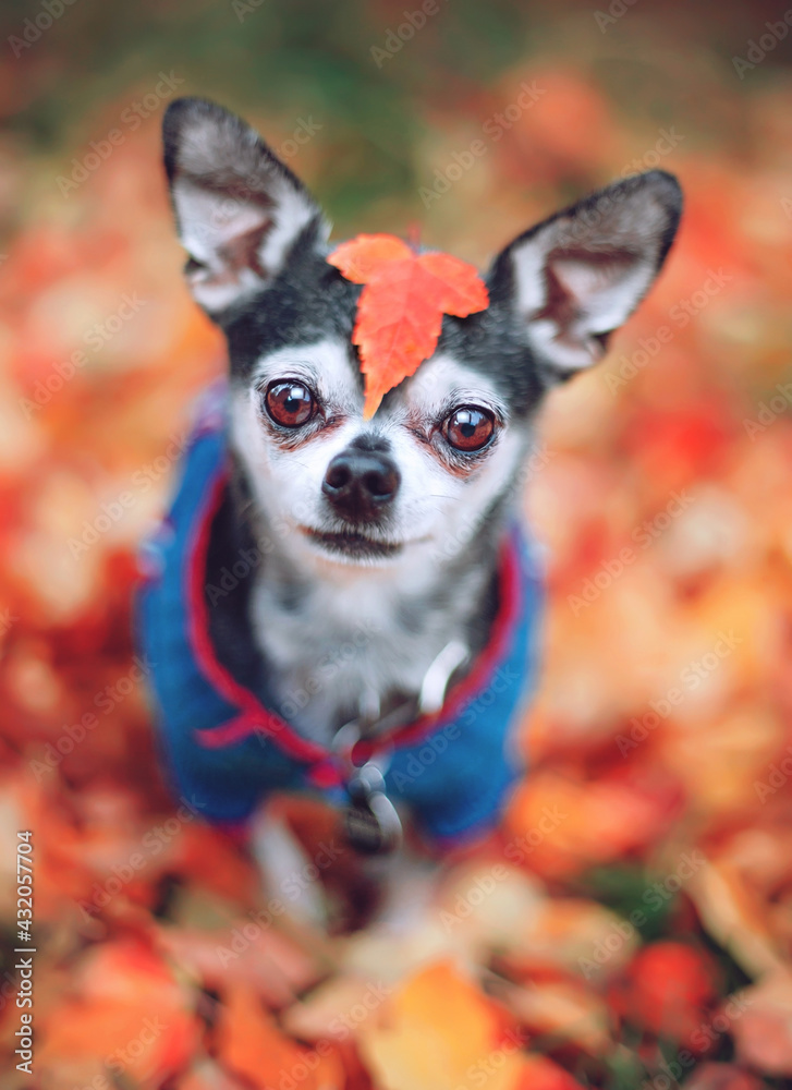 VERY SHALLOW FOCUS on a cute chihuahua sitting in leaves