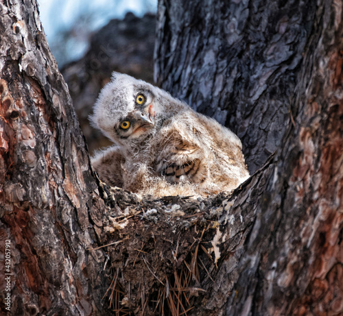 great horned owl nest