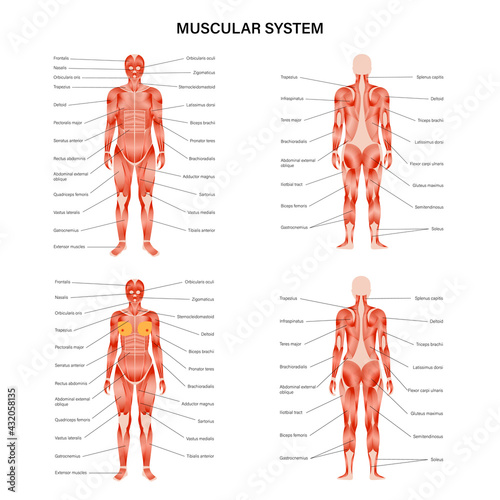 Human muscular system