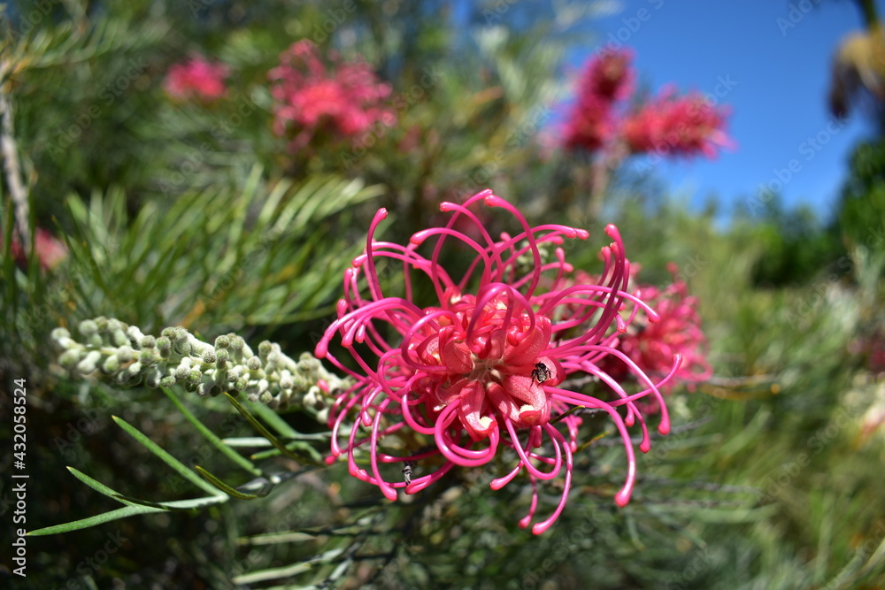 close-up of Grevillea flower with native bee against grey-green foliage and blue sky close-up of Grevillea flower with native bee against grey-green foliage and blue sky