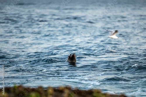 Seal swimming in the ocean, Sydney, Australia