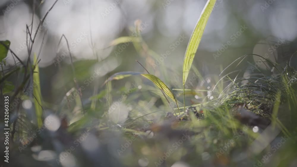 In the woods, sword-shaped leaves swaying in the wind In the woods, sword-shaped leaves swaying in the wind
