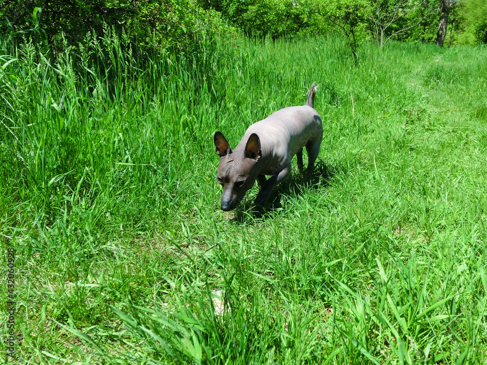 Mexican hairless dog Xolo named Zhorik. Mexican hairless dog Xolo named Zhorik.