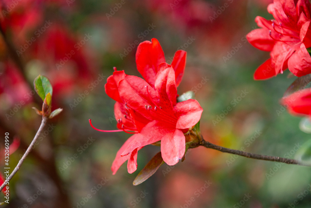 Obraz premium 真っ赤なツツジ