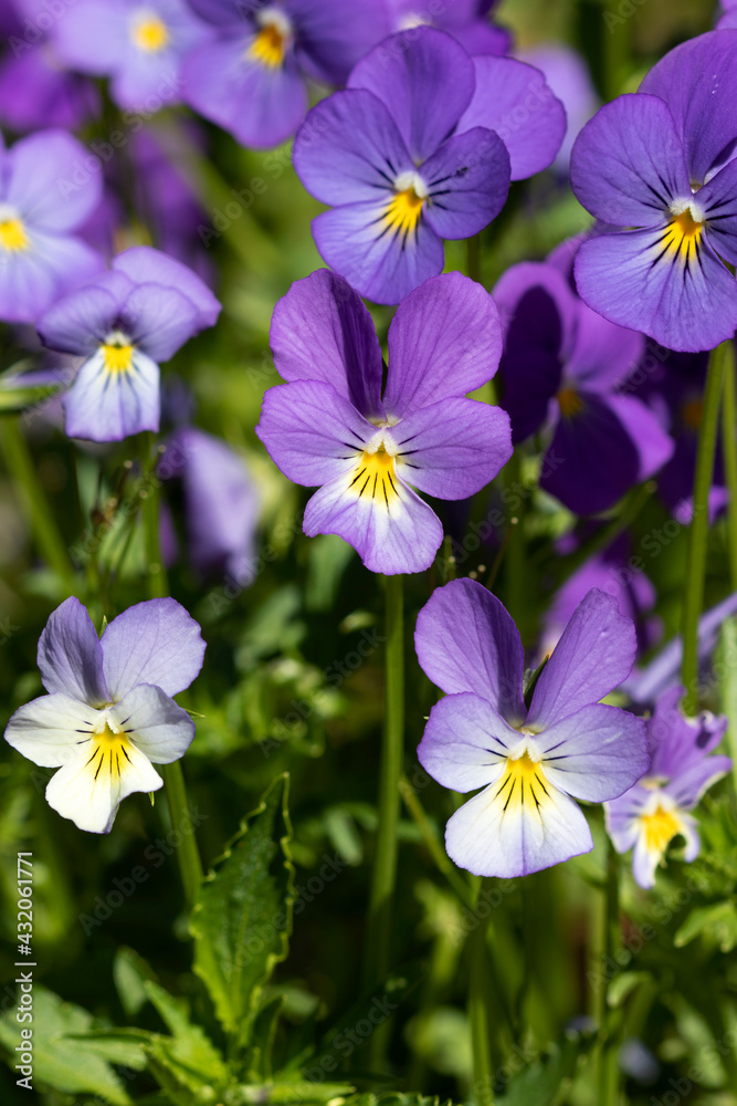 Purple Flowers Purple Flowers