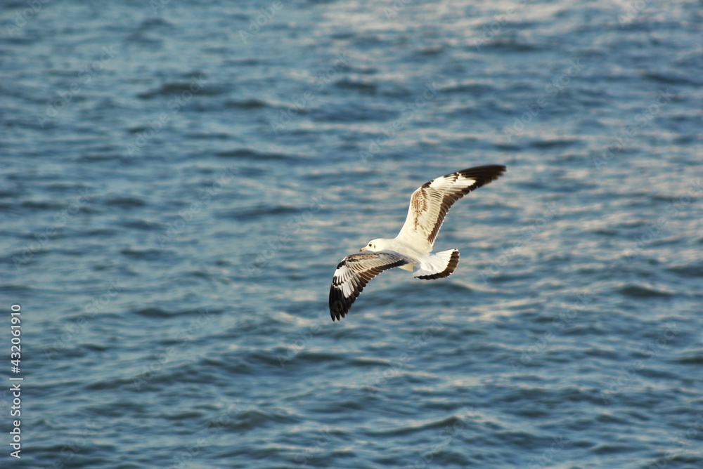 seagull in flight seagull in flight