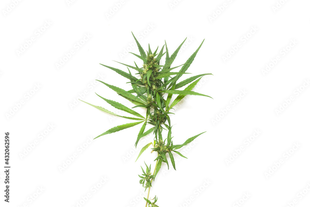 part of cannabis branch on white part of cannabis branch on white