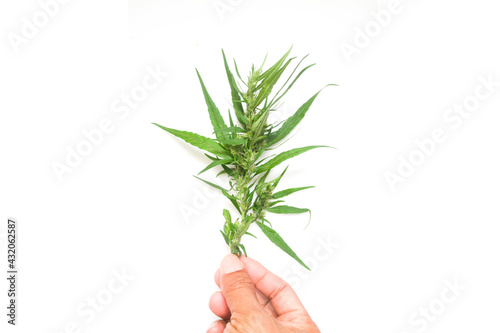 hand holding cannabis stem on white background