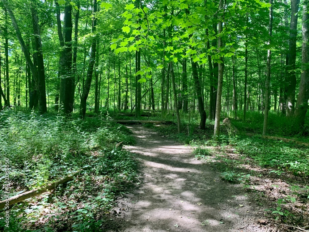 path in the forest path in the forest