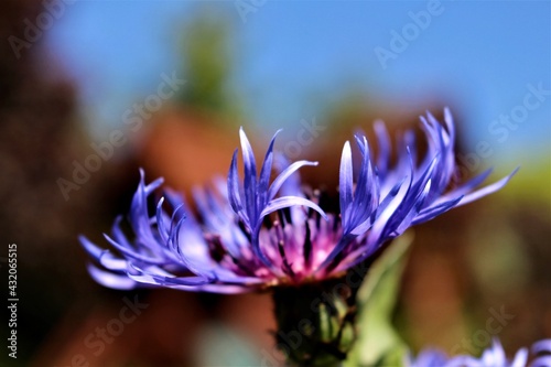 flower of a flower