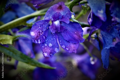 blue iris flower