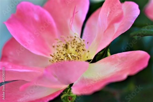 close up of pink flower