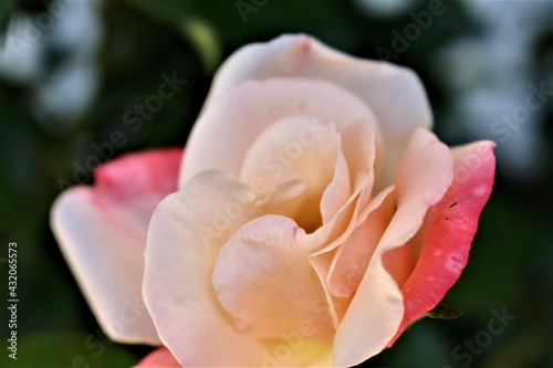 pink rose