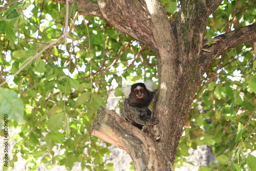 White-tufted marmosets are seen in the northeastern Brazilian Caatinga.