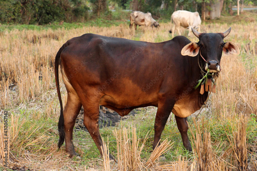 Villager's cow, cattle are commonly raised as livestock for mea and another product of cattle is their dung. Villager's cow, cattle are commonly raised as livestock for mea and another product of cattle is their dung.