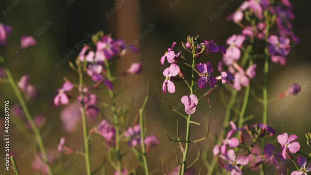 Lunaria pink wildflower in meadow at sunset, flowering plant in wind Lunaria pink wildflower in meadow at sunset, flowering plant in wind