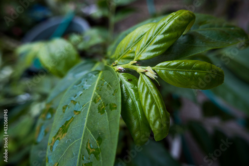 rain drops on a leaf