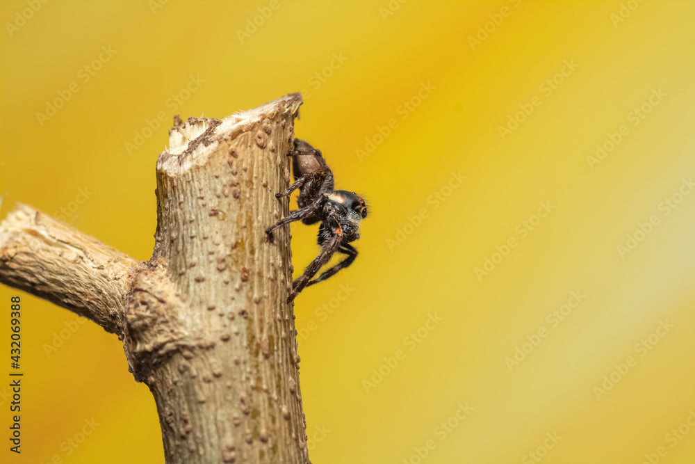 araña saltarina o cazadora de moscas araña saltarina o cazadora de moscas