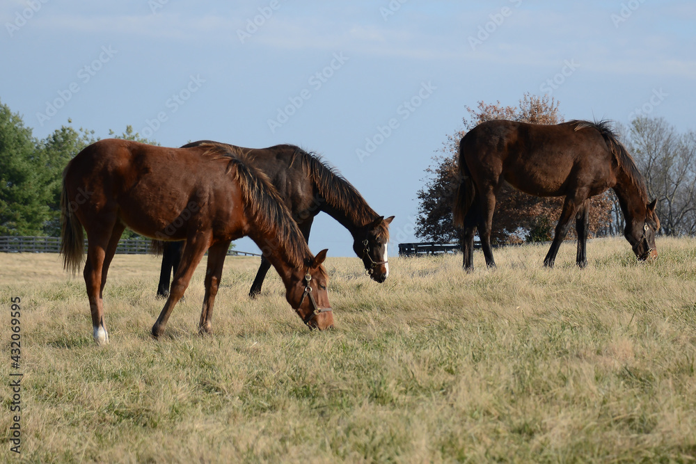 Three horses grazing in a field with paddock fencing in the background Three horses grazing in a field with paddock fencing in the background