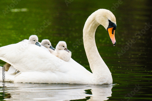 Swan Mother's Day photo