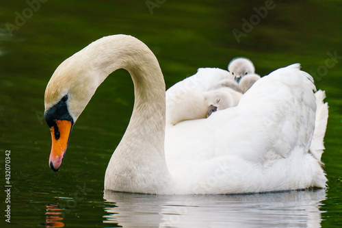 Swan Mother's Day