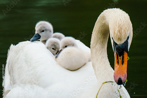 Swan Mother's Day