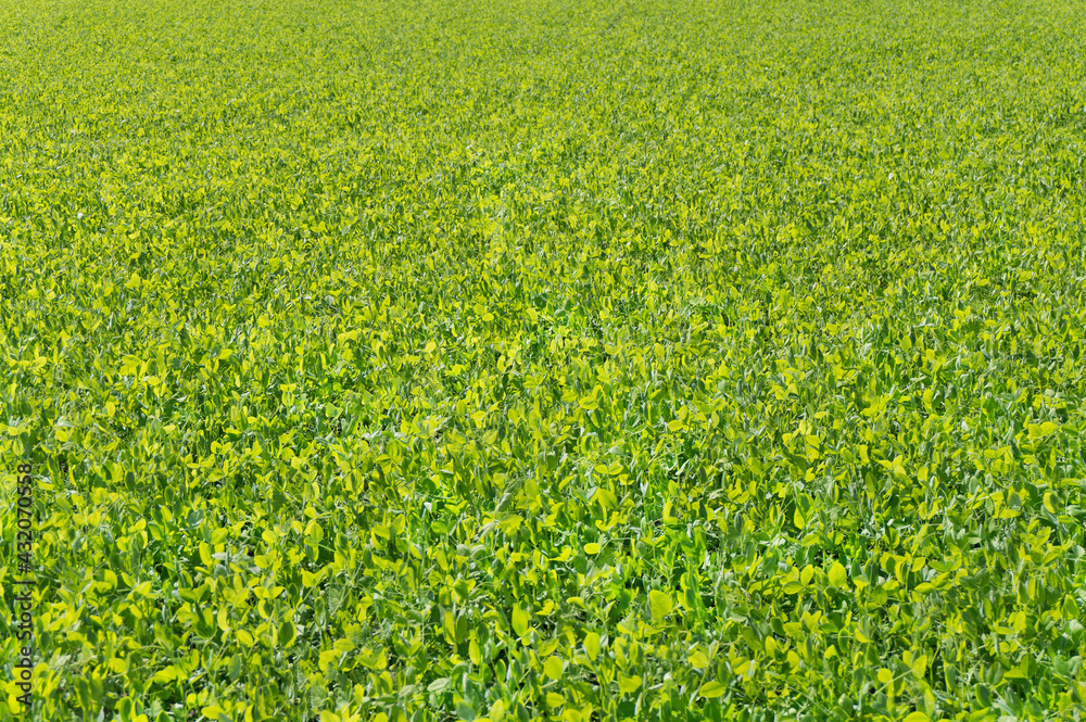 Field of fresh, young, green, sunlit pea plant grass. Field of fresh, young, green, sunlit pea plant grass.