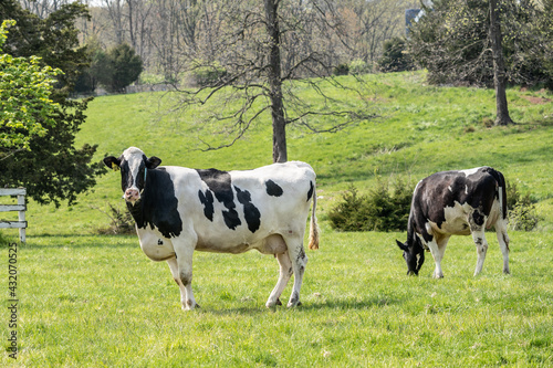 Dairy Cows Grazing in Field 