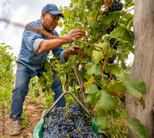 man harvesting in the vineyard