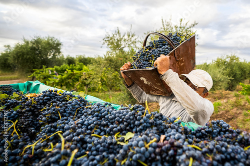 man pulling a crate of grapes to the picker truck