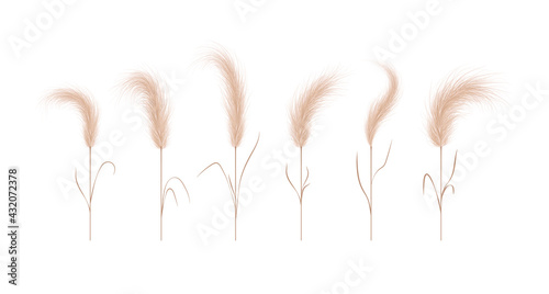 Pampas grass collection. Floral ornament elements in boho style. Vector illustration isolated on white background. Trendy design for wedding invitations, postcards, interior or flower arrangements.