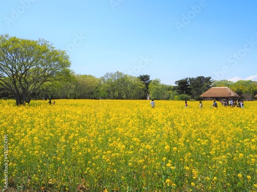 the beautiful nemophila of hitachi seaside park in japan