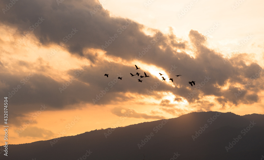 silhouette of birds in sunset