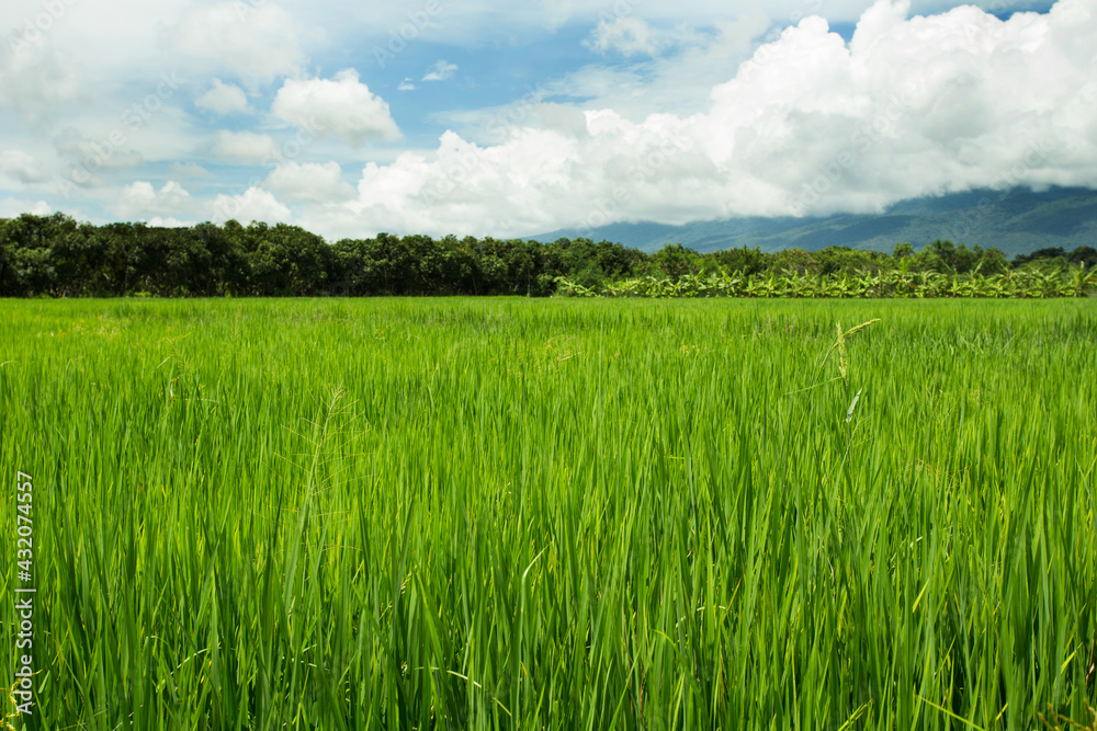 Fototapeta premium green rice field blue sky and cloud