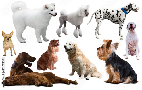 Collection of various dog breeds isolated on white