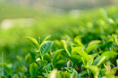 Green tea leaves