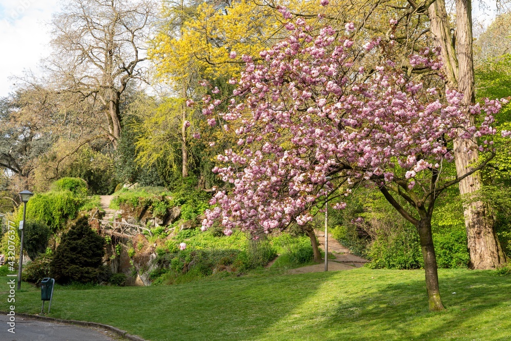 Japanese cherry tree is in the park Japanese cherry tree is in the park