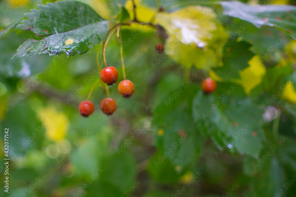 A branch full of red hawthorn berries in early autumn. Hawthorn berries. Crataegus monogyna