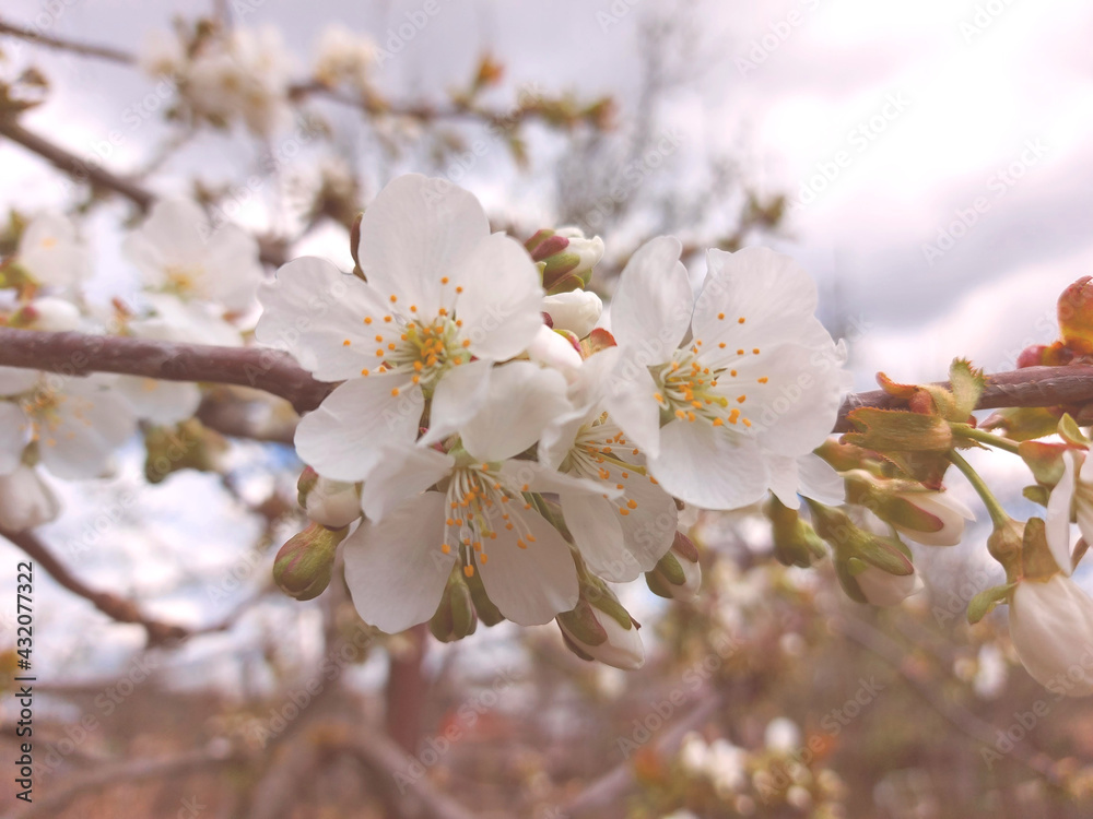 cherry flowers bloom on the tree in spring. gardening, nature.