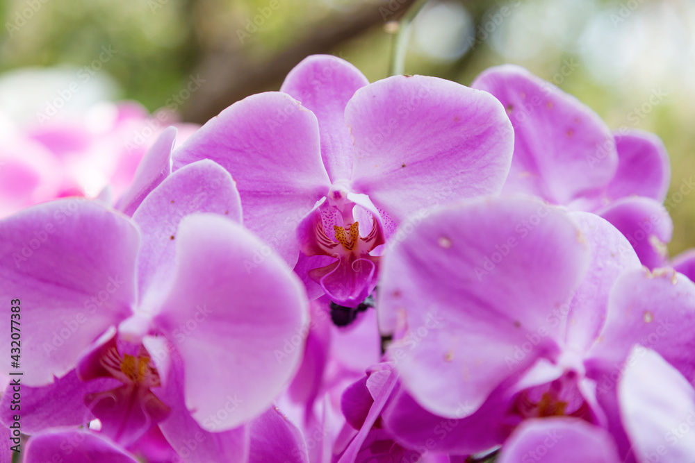 Phalaenopsis in full bloom in the park Phalaenopsis in full bloom in the park