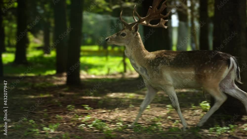Deer with large horns running into forest trees, scared of hunters Deer with large horns running into forest trees, scared of hunters
