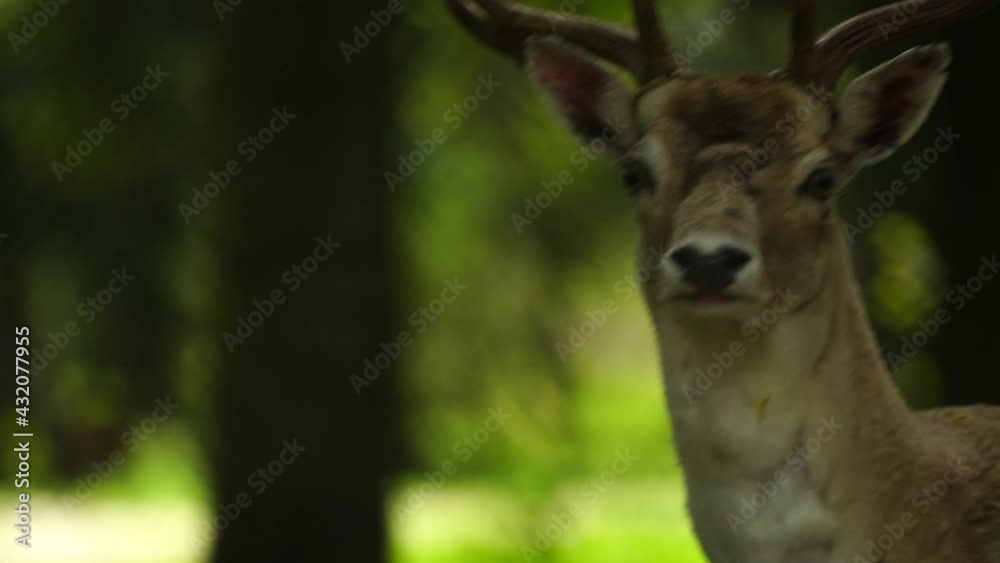 Deer head with antlers in the natural environment, wild animal, close up following shot