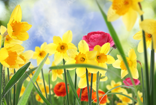 Beautiful blooming yellow daffodils outdoors on sunny day