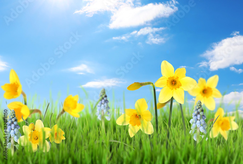 Beautiful blooming yellow daffodils outdoors on sunny day