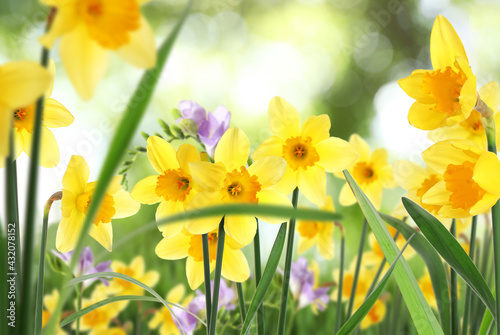 Beautiful blooming yellow daffodils outdoors on sunny day