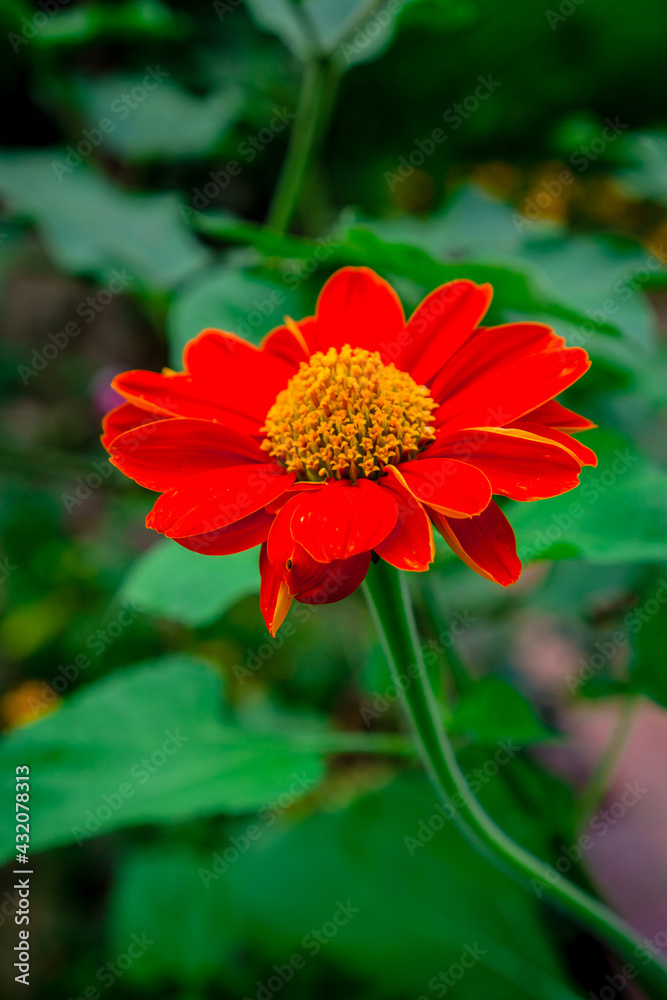 red dahlia flower red dahlia flower
